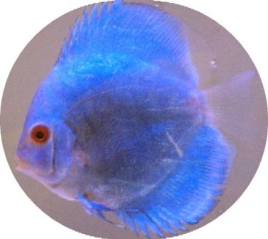 Brilliant Blue Diamond Discus Fish 5 inch